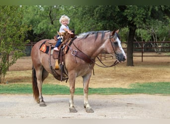 Haflinger / Avelignese, Castrone, 9 Anni, 142 cm, Baio roano