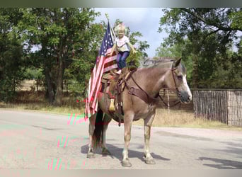 Haflinger / Avelignese, Castrone, 9 Anni, 142 cm, Baio roano