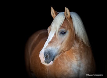 Haflinger / Avelignese, Castrone, 9 Anni, 142 cm, Sauro scuro