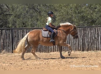 Haflinger / Avelignese, Castrone, 9 Anni, 142 cm, Sauro scuro