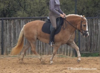 Haflinger / Avelignese, Castrone, 9 Anni, 142 cm, Sauro scuro