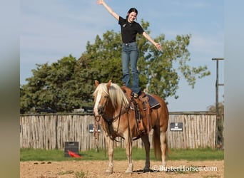 Haflinger / Avelignese, Castrone, 9 Anni, 142 cm, Sauro scuro