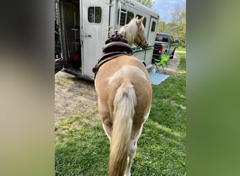 Haflinger / Avelignese Mix, Castrone, 9 Anni, 145 cm, Palomino