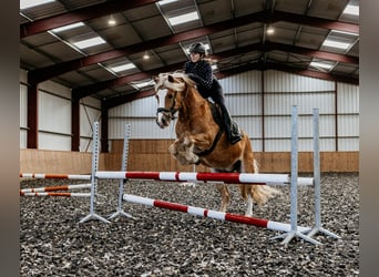 Haflinger / Avelignese Mix, Castrone, 9 Anni, 146 cm, Sauro