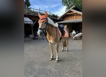 Haflinger / Avelignese, Castrone, 9 Anni, 148 cm, Sauro