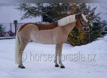 Haflinger / Avelignese, Castrone, 9 Anni, 149 cm, Palomino