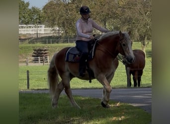 Haflinger / Avelignese, Castrone, 9 Anni, 149 cm, Sauro