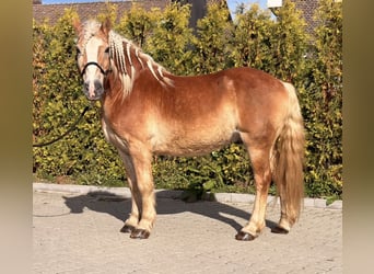 Haflinger / Avelignese, Castrone, 9 Anni, 149 cm, Sauro