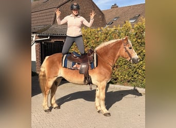 Haflinger / Avelignese, Castrone, 9 Anni, 149 cm, Sauro