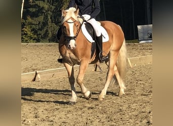 Haflinger / Avelignese, Castrone, 9 Anni, 153 cm, Sauro