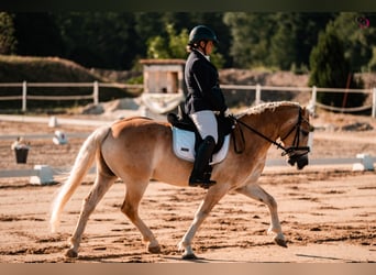 Haflinger / Avelignese, Castrone, 9 Anni, 153 cm, Sauro