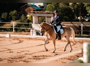 Haflinger / Avelignese, Castrone, 9 Anni, 153 cm, Sauro