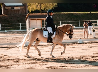 Haflinger / Avelignese, Castrone, 9 Anni, 153 cm, Sauro