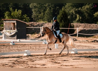 Haflinger / Avelignese, Castrone, 9 Anni, 153 cm, Sauro