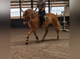 Haflinger / Avelignese, Castrone, 9 Anni, 153 cm, Sauro
