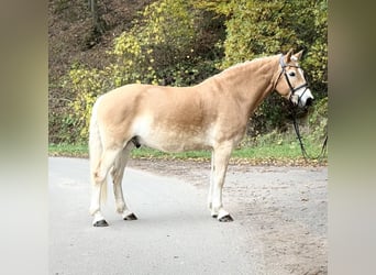 Haflinger / Avelignese, Castrone, 9 Anni, 155 cm