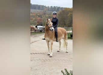 Haflinger / Avelignese, Castrone, 9 Anni, 155 cm
