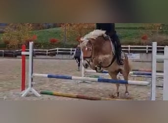 Haflinger / Avelignese, Castrone, 9 Anni, 156 cm