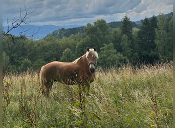 Haflinger / Avelignese, Castrone, 9 Anni, 156 cm