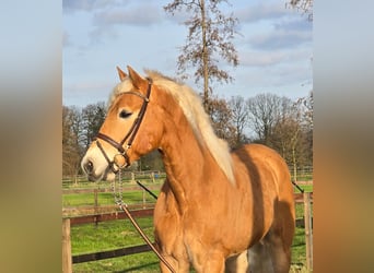 Haflinger / Avelignese, Castrone, 9 Anni, 158 cm, Palomino