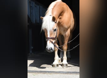 Haflinger / Avelignese, Castrone, 9 Anni, 160 cm, Palomino