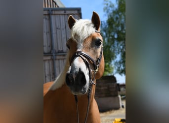 Haflinger / Avelignese, Castrone, 9 Anni, 160 cm, Palomino