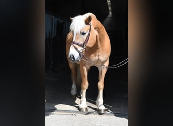 Haflinger / Avelignese, Castrone, 9 Anni, 160 cm, Palomino