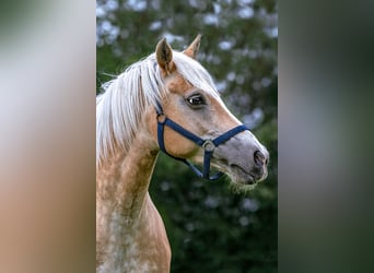 Haflinger / Avelignese, Castrone, 9 Anni, Sauro