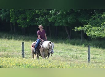 Haflinger / Avelignese, Castrone, 9 Anni, Sauro ciliegia