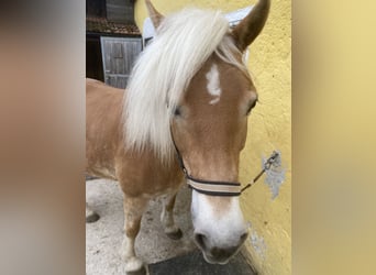 Haflinger / Avelignese, Giumenta, 10 Anni, 138 cm, Sauro