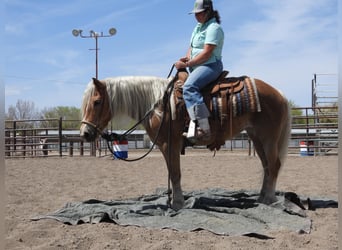 Haflinger / Avelignese, Giumenta, 10 Anni, 142 cm, Palomino