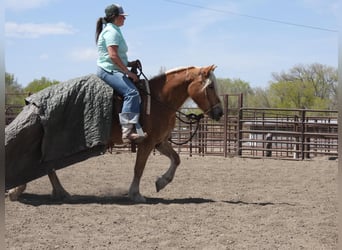 Haflinger / Avelignese, Giumenta, 10 Anni, 142 cm, Palomino