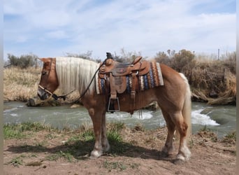 Haflinger / Avelignese, Giumenta, 10 Anni, 142 cm, Palomino