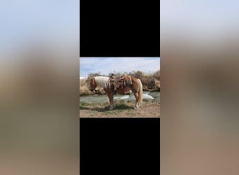 Haflinger / Avelignese, Giumenta, 10 Anni, 142 cm, Palomino