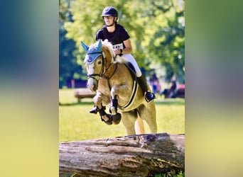 Haflinger / Avelignese, Giumenta, 10 Anni, 148 cm, Sauro