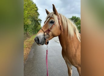 Haflinger / Avelignese, Giumenta, 10 Anni, 152 cm, Sauro