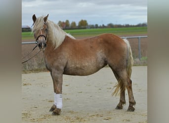 Haflinger / Avelignese, Giumenta, 10 Anni, 155 cm, Sauro