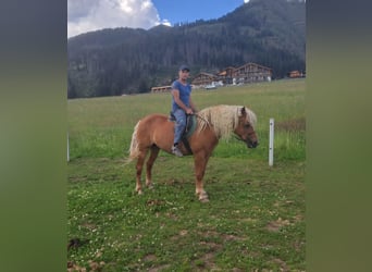 Haflinger / Avelignese, Giumenta, 10 Anni