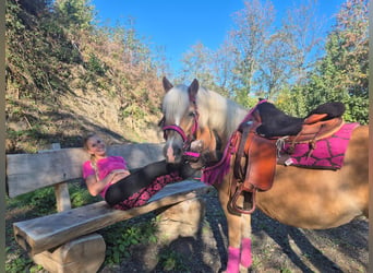 Haflinger / Avelignese, Giumenta, 11 Anni, 142 cm, Sauro