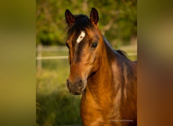 Haflinger / Avelignese Mix, Giumenta, 11 Anni, 145 cm, Falbo