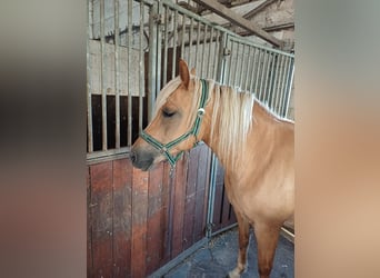 Haflinger / Avelignese, Giumenta, 11 Anni, 146 cm