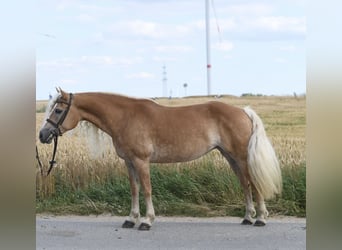 Haflinger / Avelignese, Giumenta, 11 Anni, 150 cm, Baio chiaro