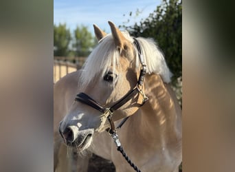 Haflinger / Avelignese, Giumenta, 11 Anni, 155 cm, Sauro