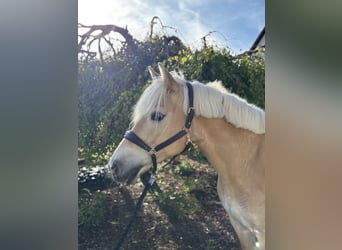 Haflinger / Avelignese, Giumenta, 11 Anni, 155 cm, Sauro