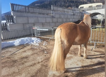 Haflinger / Avelignese, Giumenta, 11 Anni