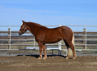 Haflinger / Avelignese, Giumenta, 12 Anni, 135 cm, Sauro scuro