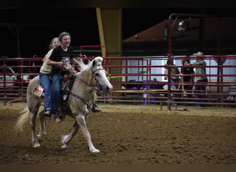 Haflinger / Avelignese, Giumenta, 12 Anni, 140 cm
