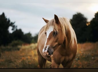 Haflinger / Avelignese Mix, Giumenta, 12 Anni, 140 cm, Sauro