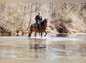 Haflinger / Avelignese, Giumenta, 12 Anni, 142 cm, Pelle di daino