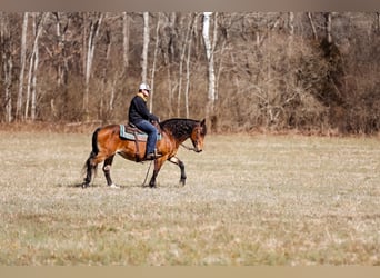 Haflinger / Avelignese, Giumenta, 12 Anni, 142 cm, Pelle di daino